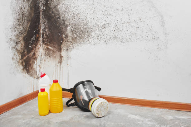 Best Attic Mold Removal  in Kane, PA