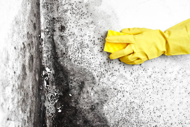 Best Local Mold Removal Service  in Kane, PA
