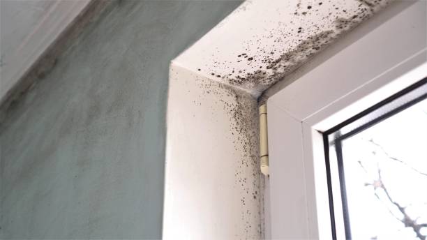 Best Certified Mold Removal  in Kane, PA