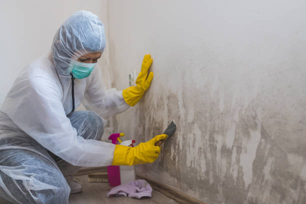 Best Residential Mold Removal  in Kane, PA