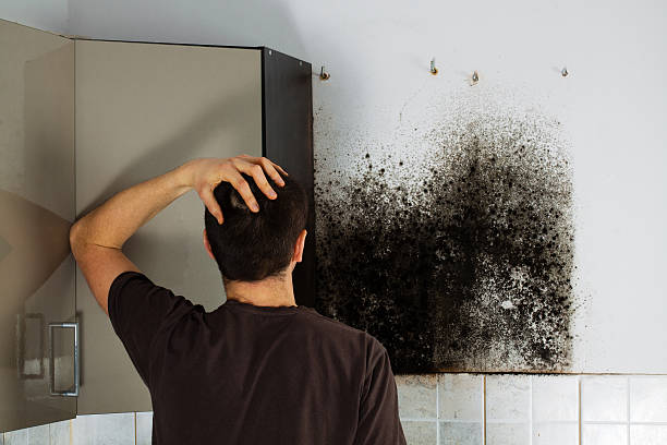 Best Mold Damage Repair  in Kane, PA