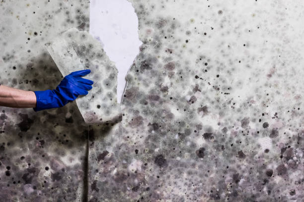 Best Professional Mold Removal  in Kane, PA