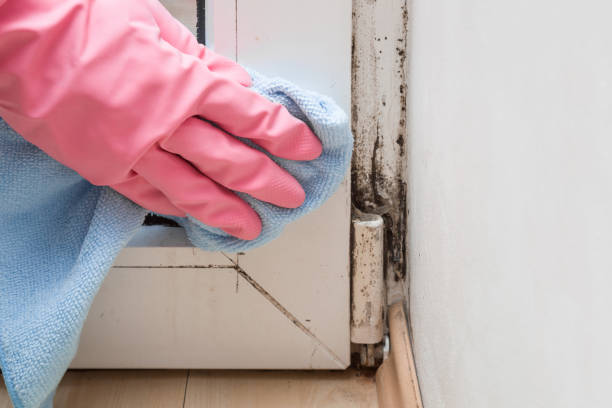 Best Crawl Space Mold Removal  in Kane, PA