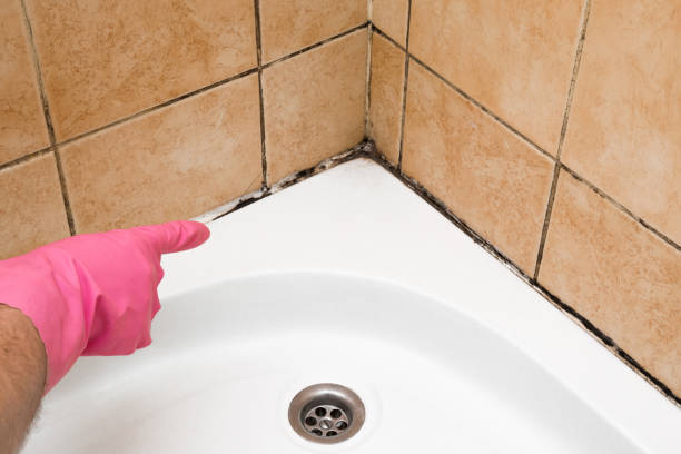 Best Mold Remediation Services  in Kane, PA